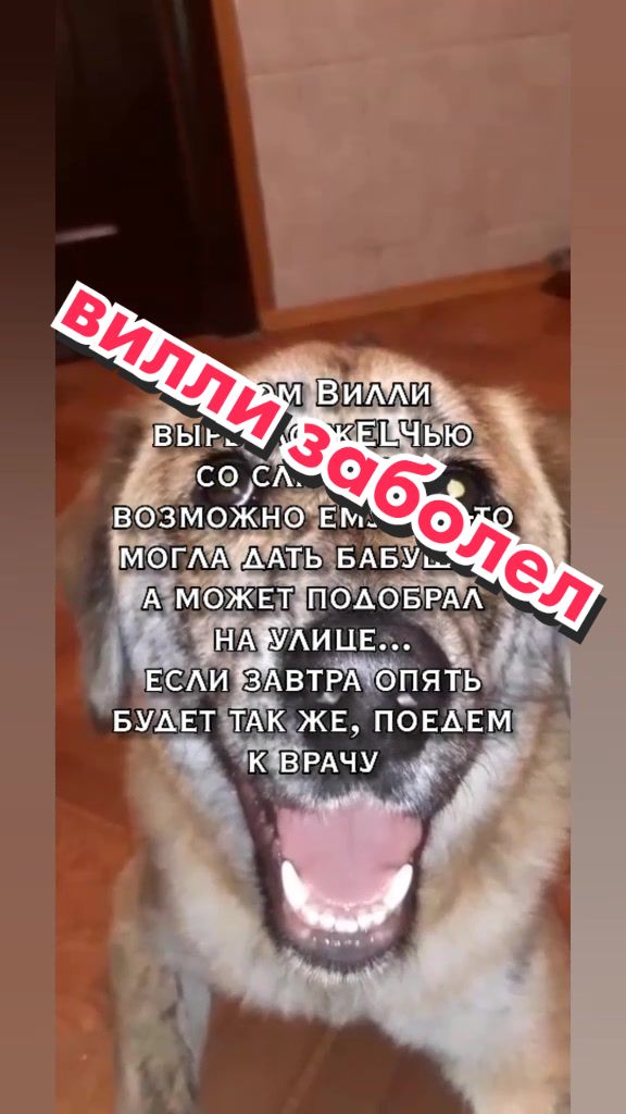 @Тигрёнок🤫