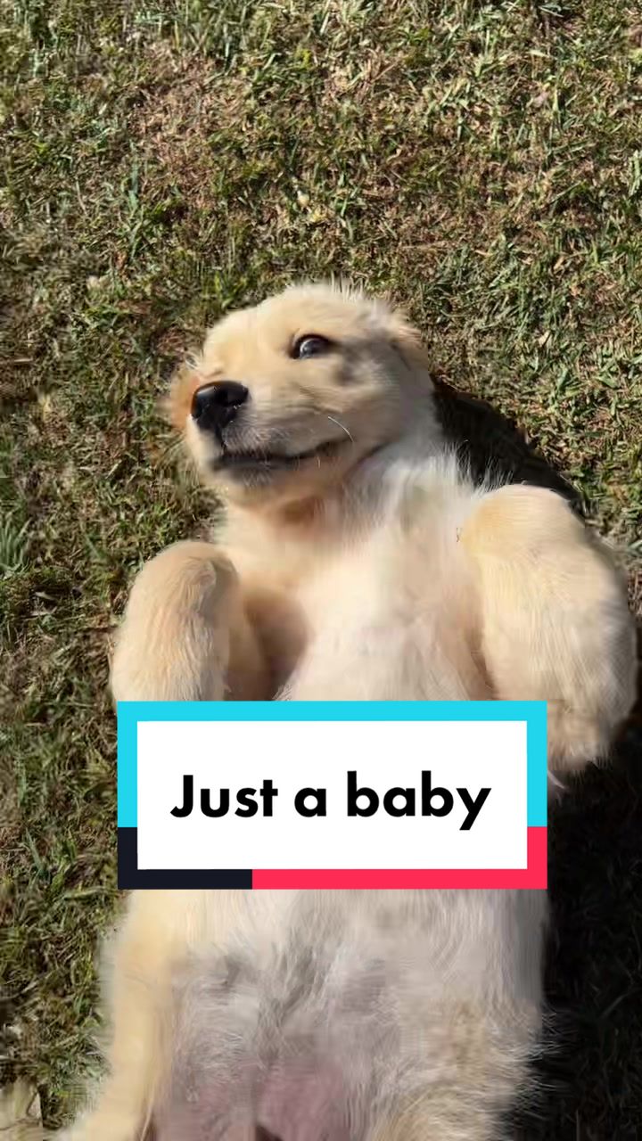 @Scout and Bailey 🐕🐶