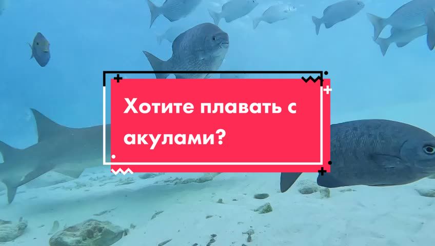 @sail