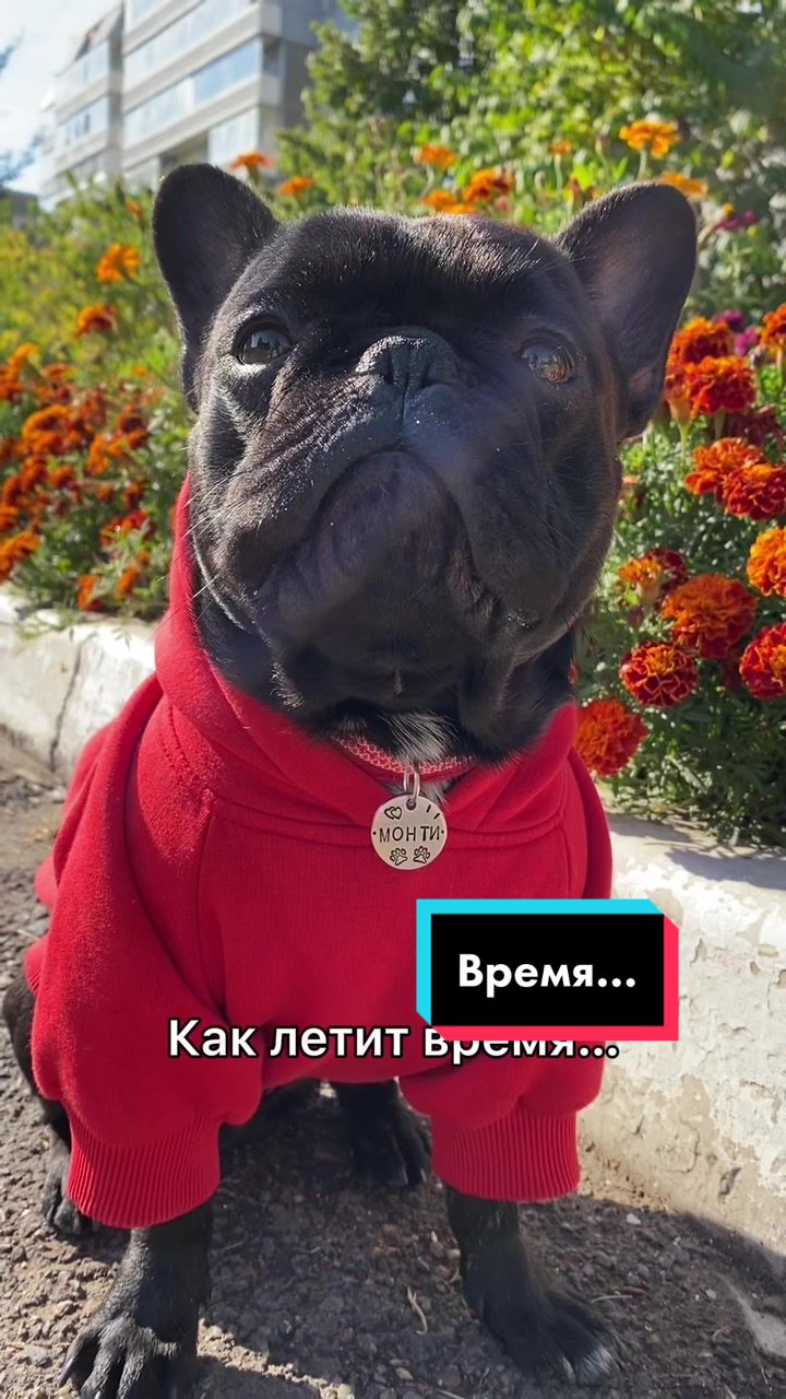 @Малыш Монти и Ди 🖤