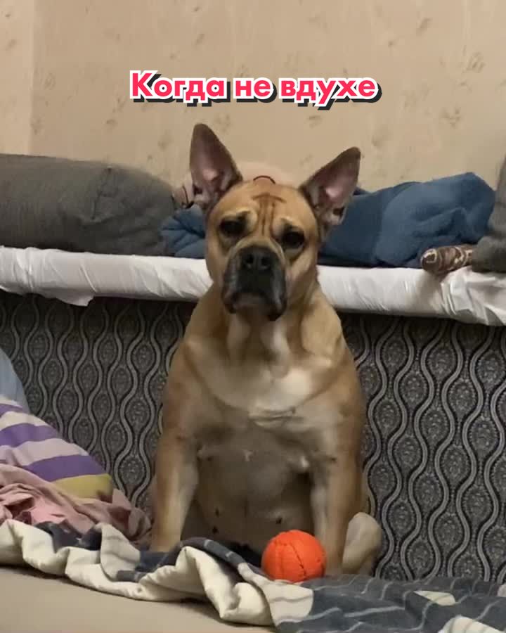 @Абу Саныч и Холли Ольговна