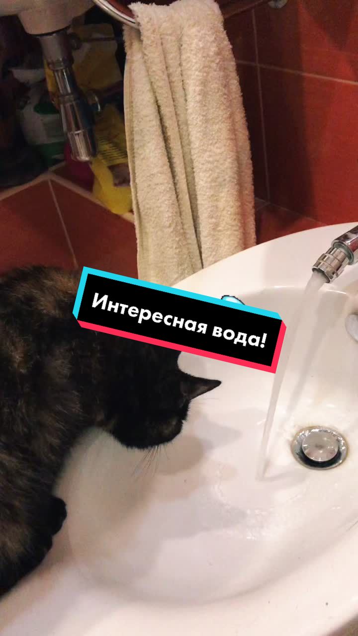 @Drinking_Cat