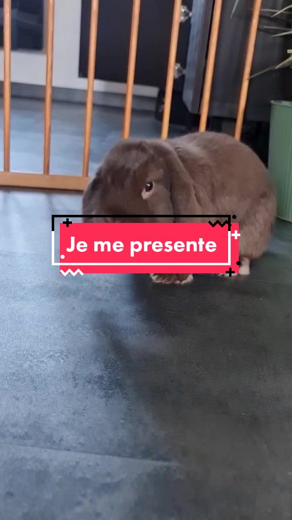 @Odin_le_lapin