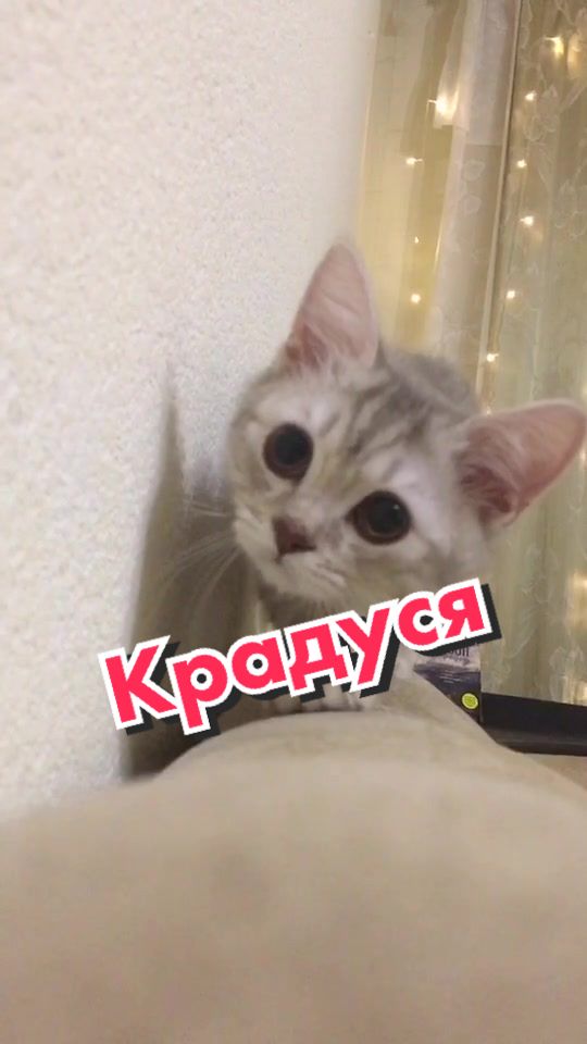 @LIUTIK