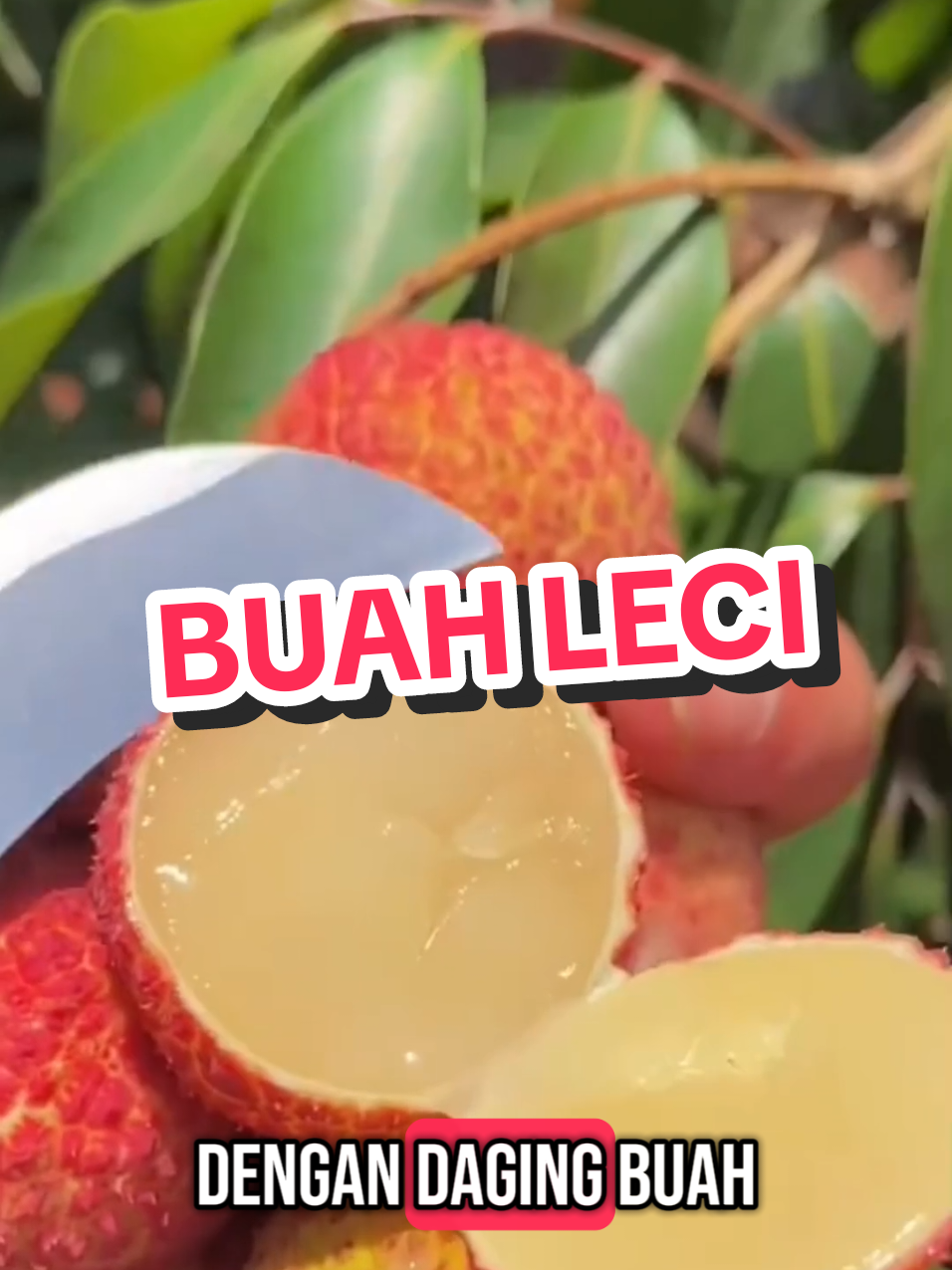 @hanifarm
