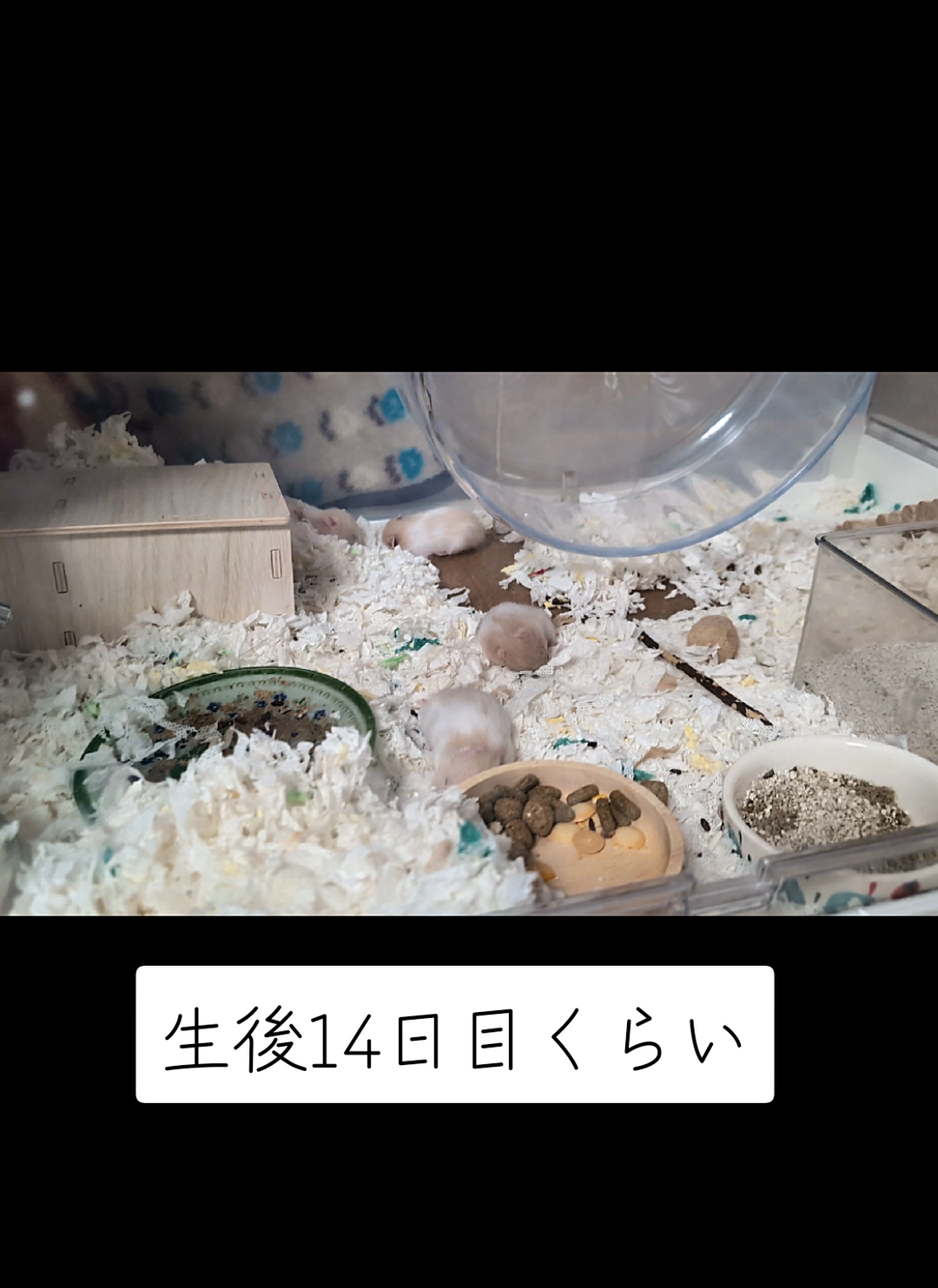 @鼻声🐹主婦