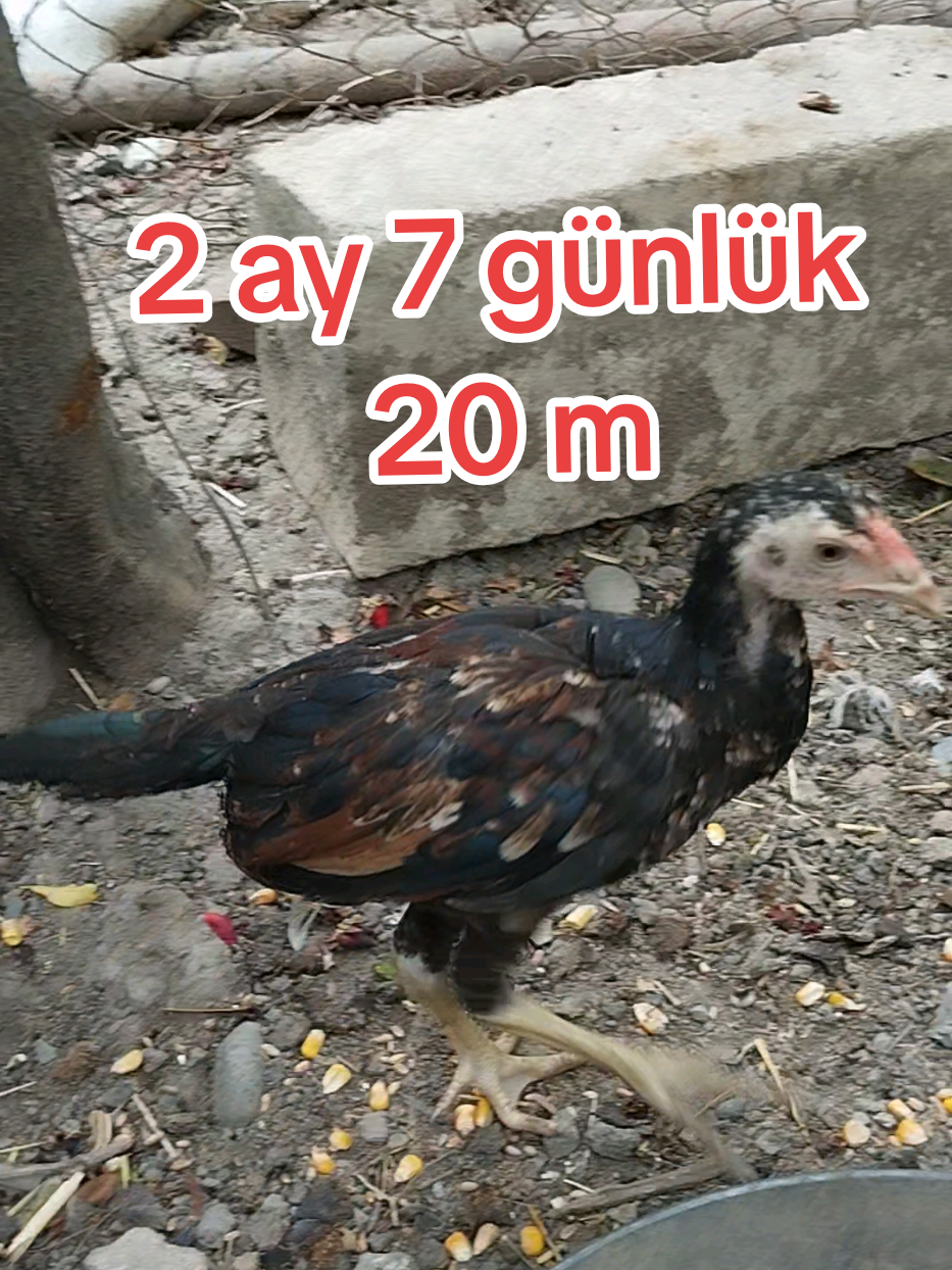 @kurdemir heyrati satisi