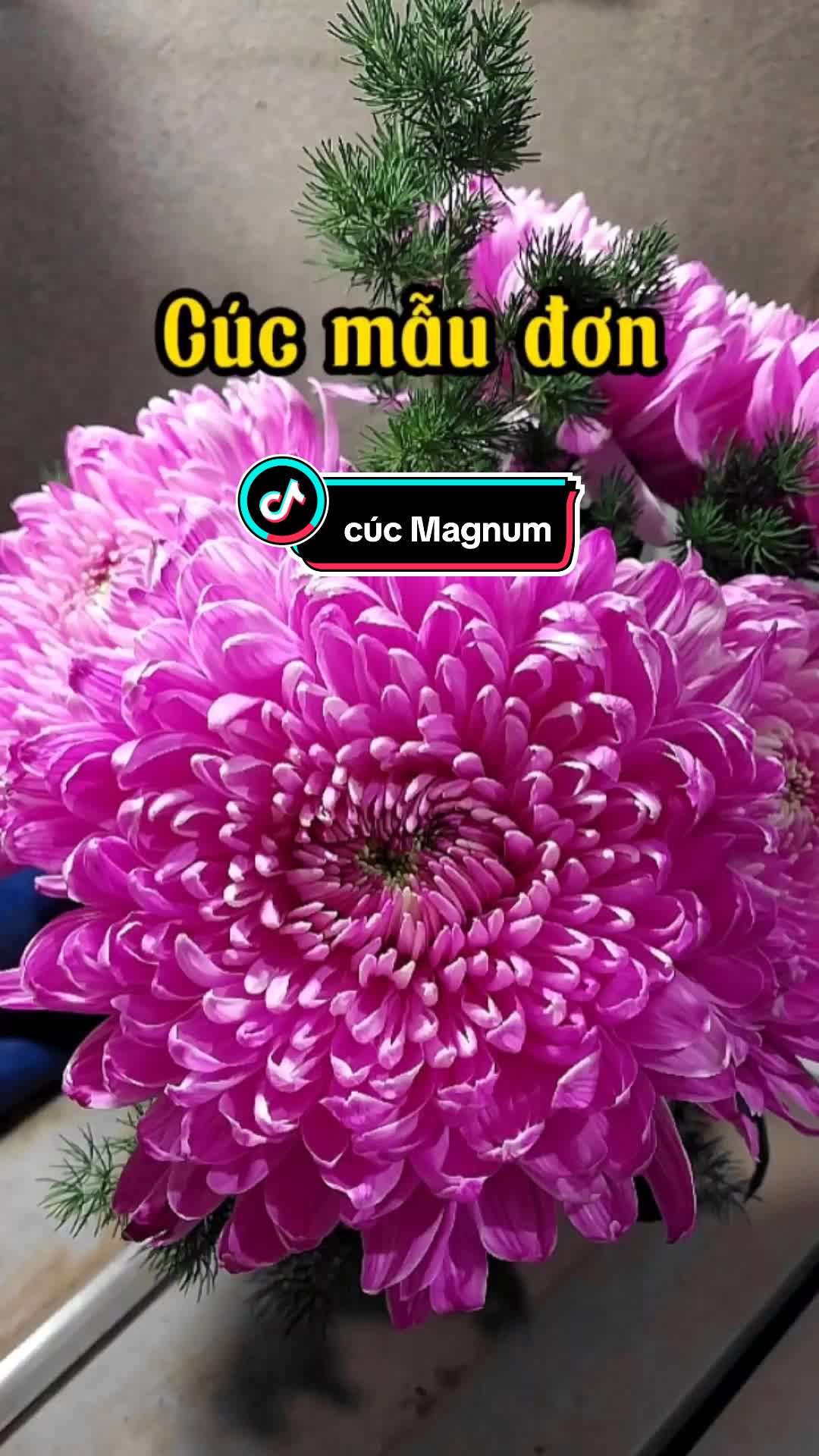 @Vườn nh&agrave; Tuyết