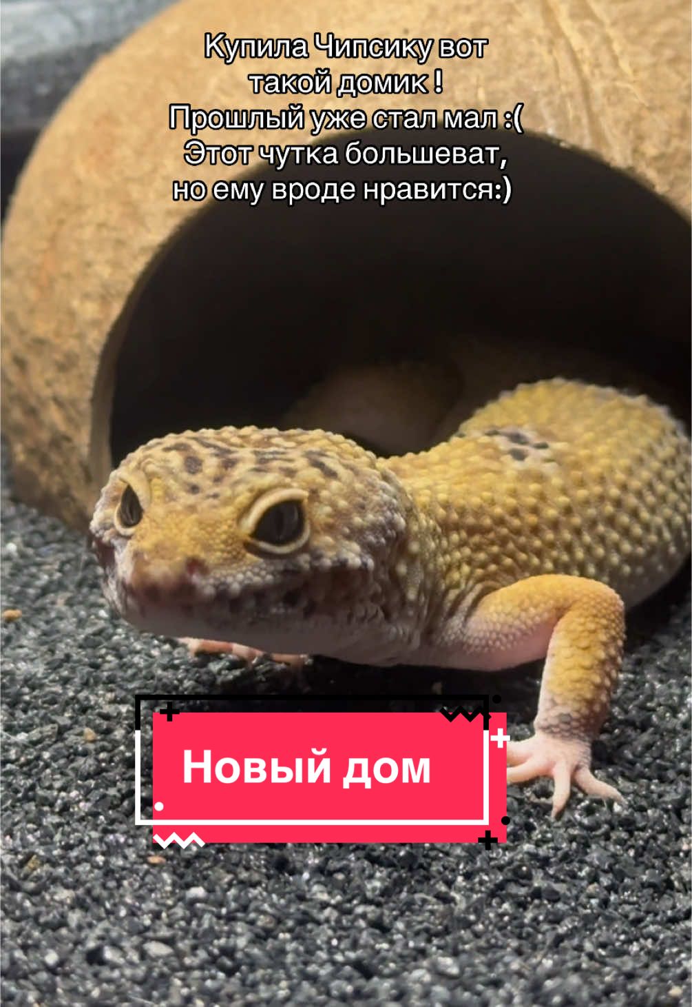 @alenas_wild_home