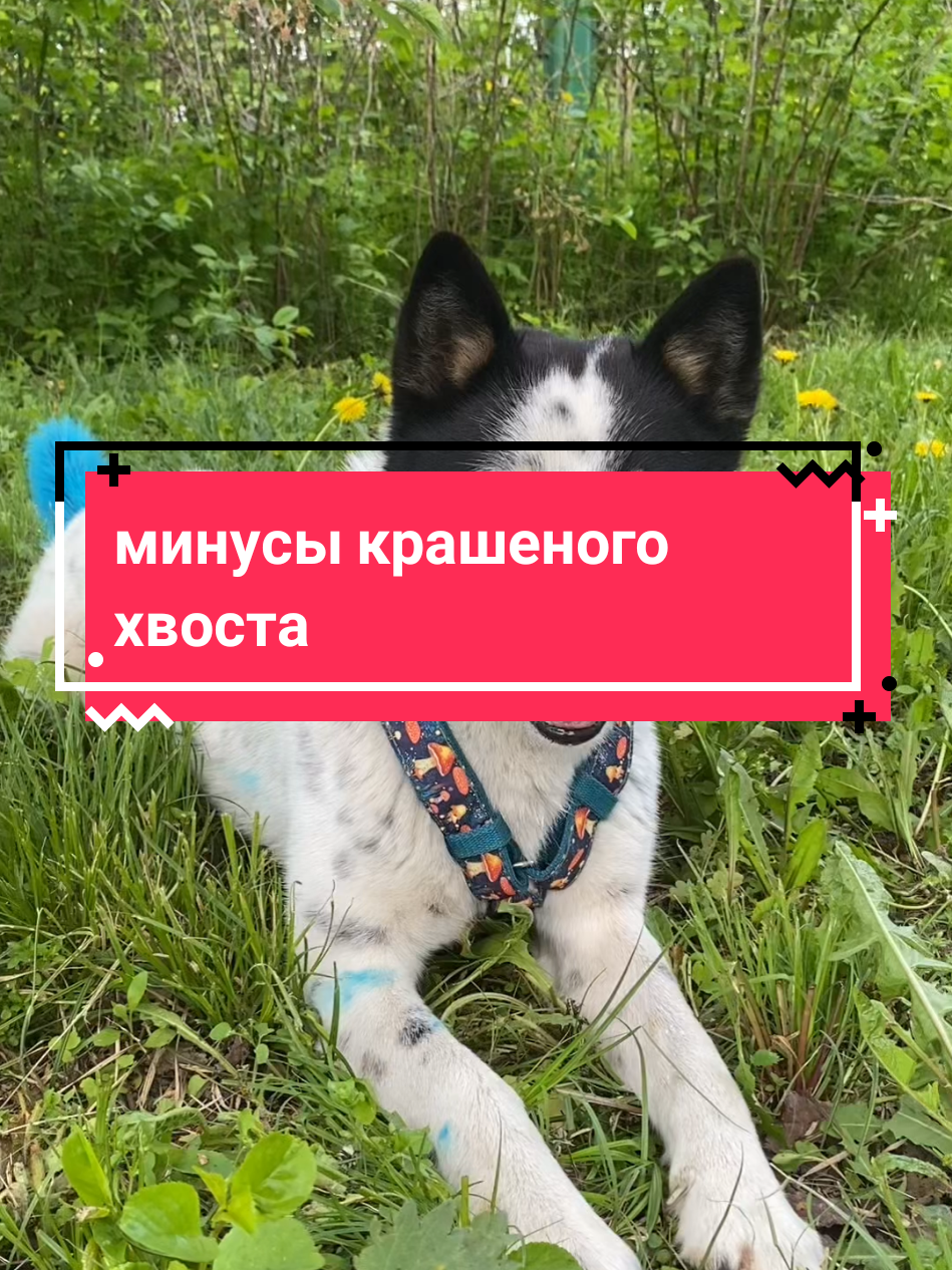 @Калыван