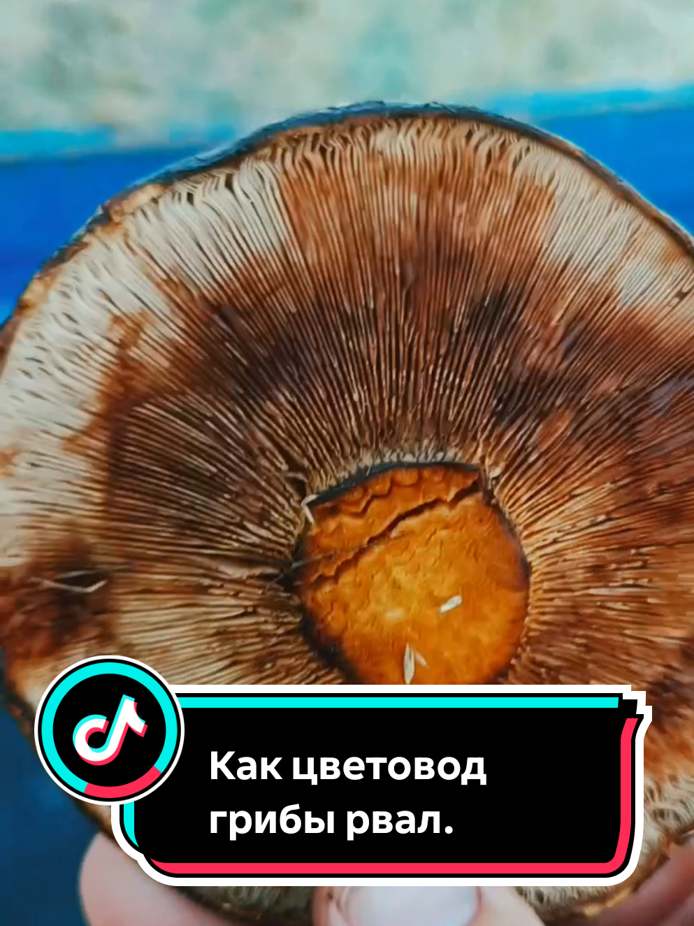 @Ромик Цветовод