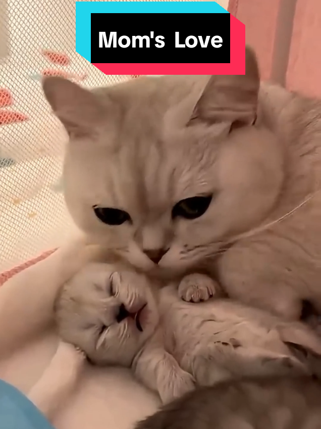 @MeowMagic