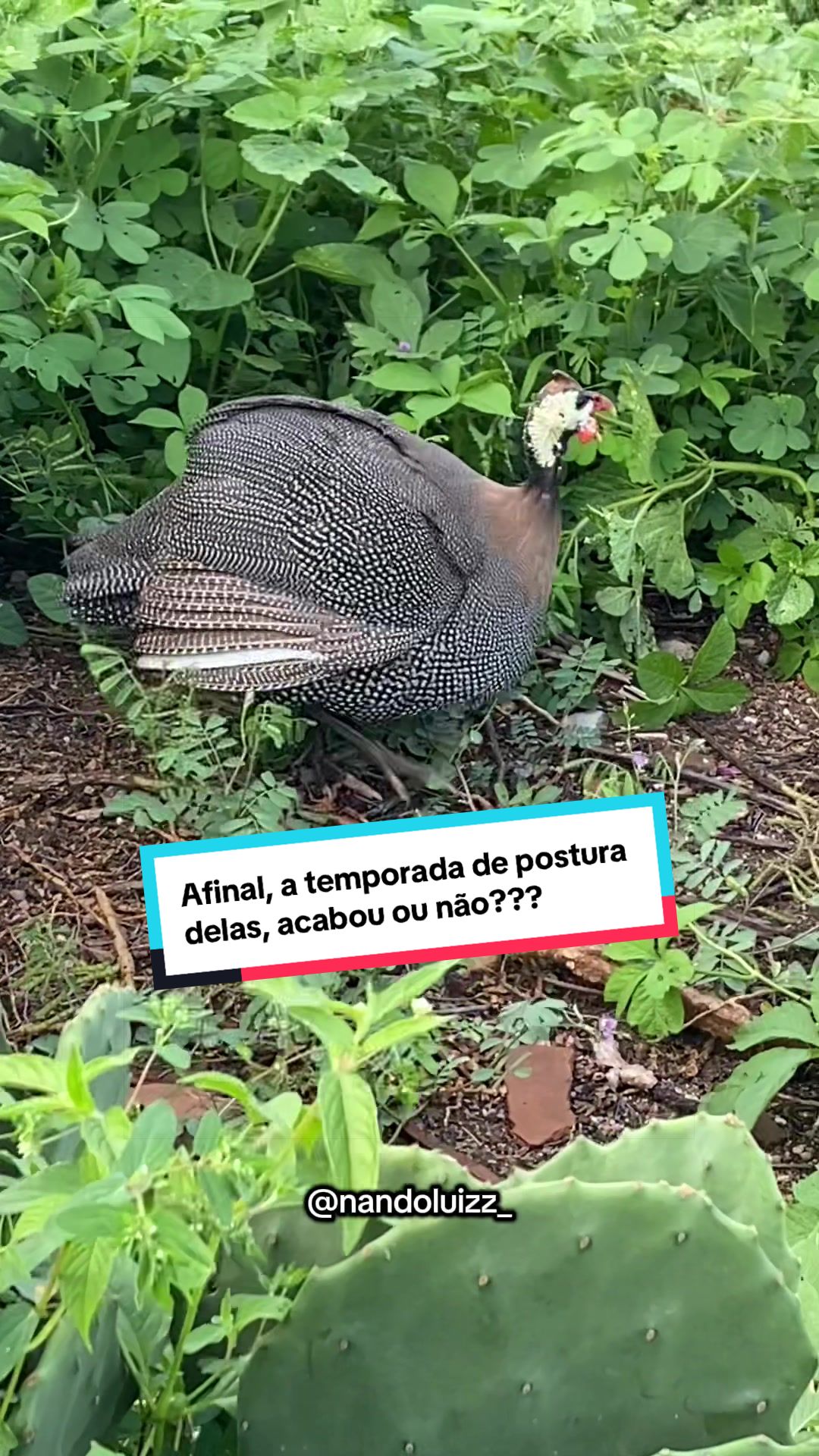 @Fernando Luiz