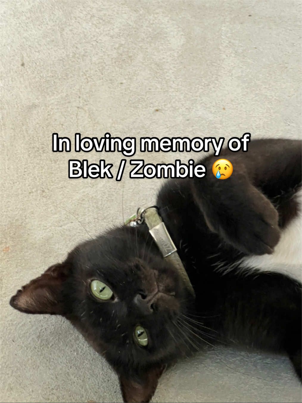 @zulletastic
