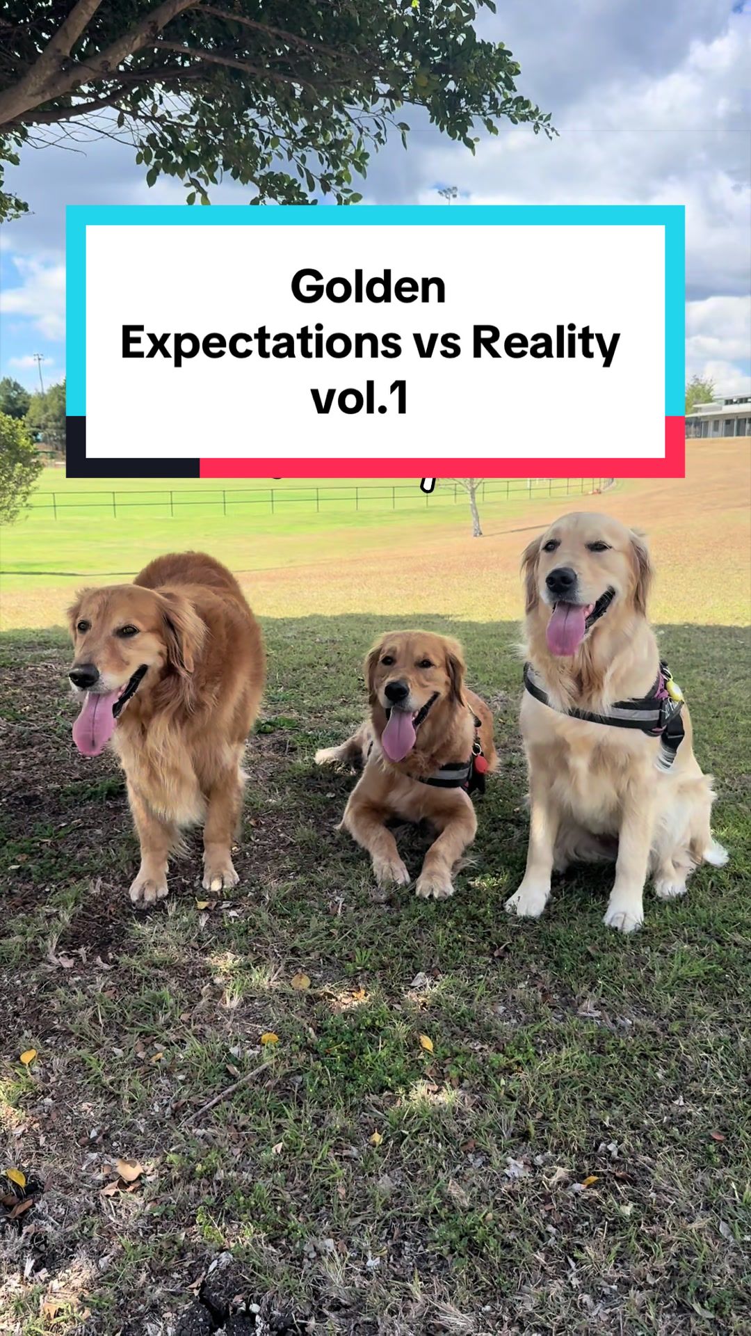 @3goldenretriever