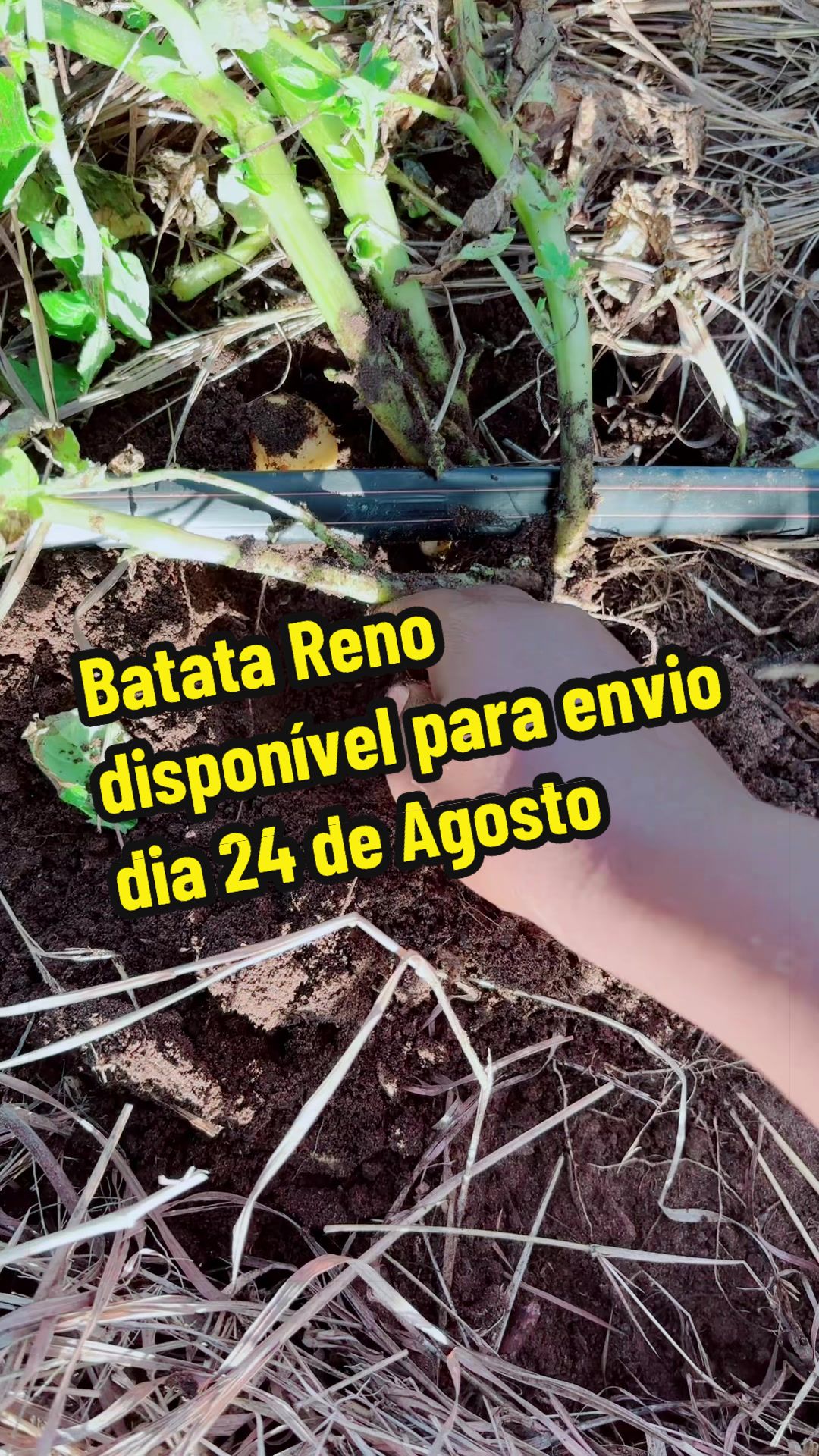 @Felicidade Gotine Firmino