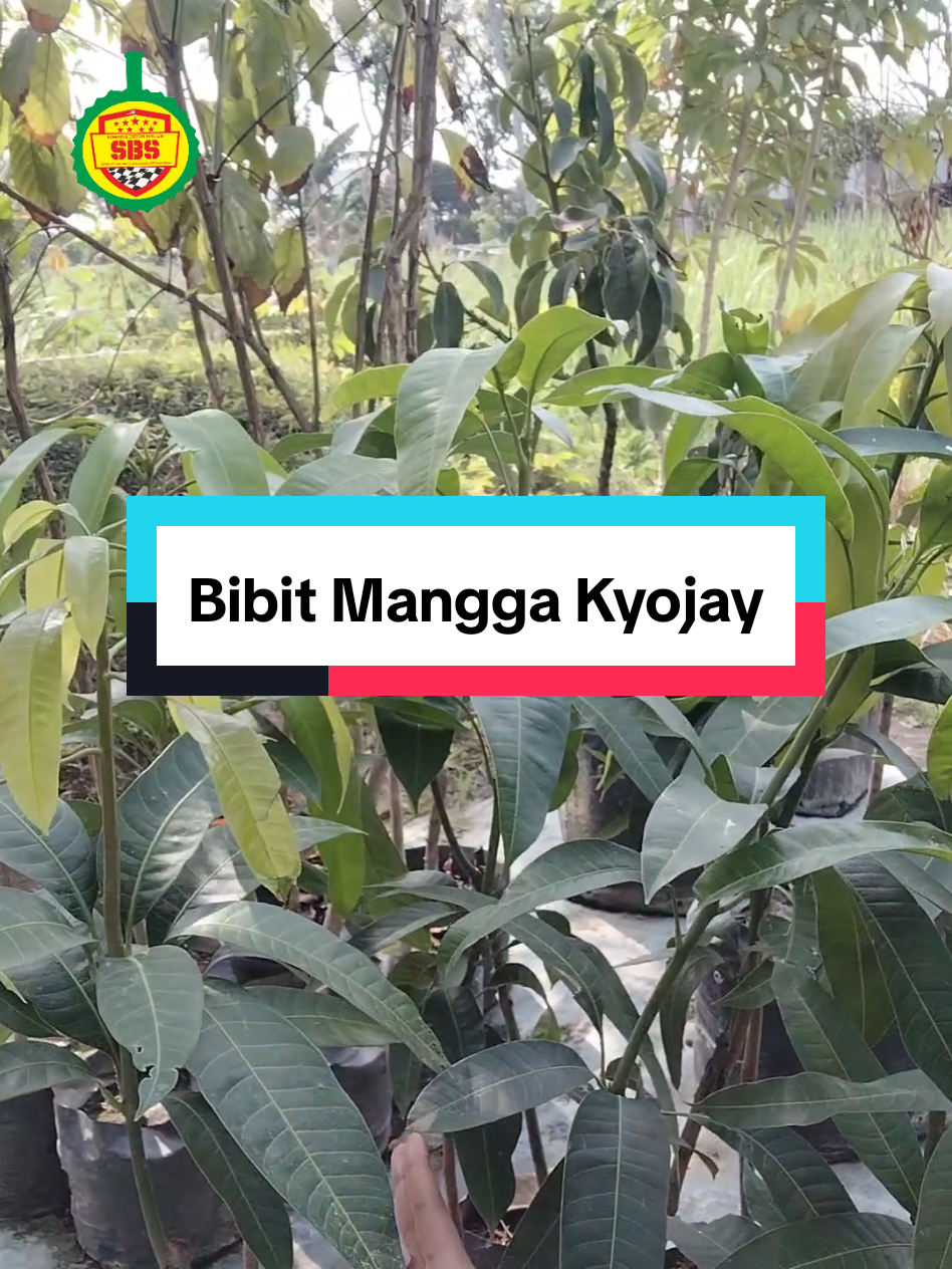 @Produksi Buah_SBS