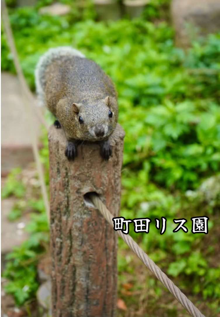@カエルの日々