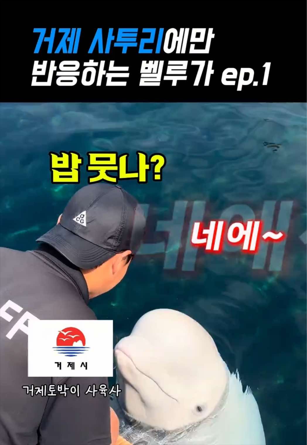 @DolphinTok