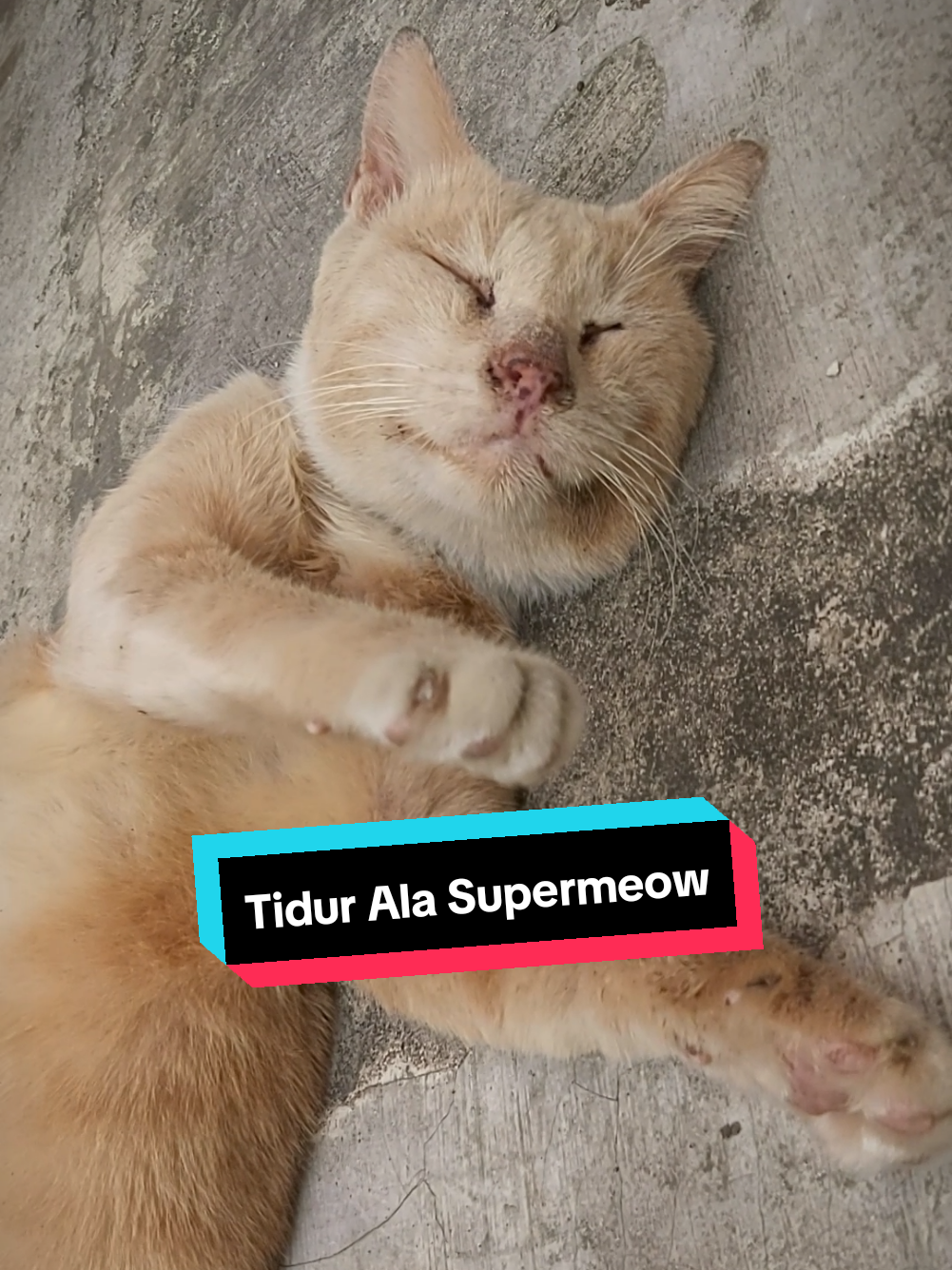 @meoweverydays