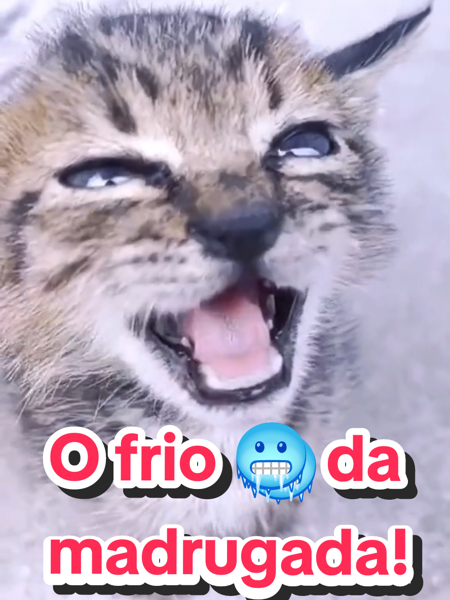 @Gatosetravessuras@10