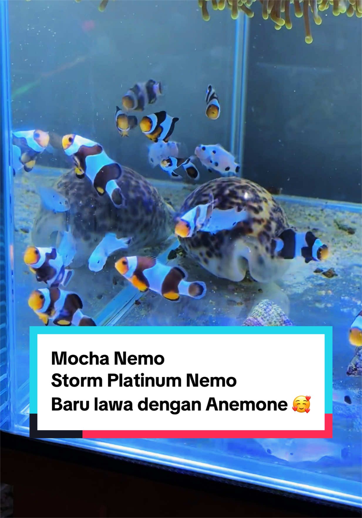 @AsyReef