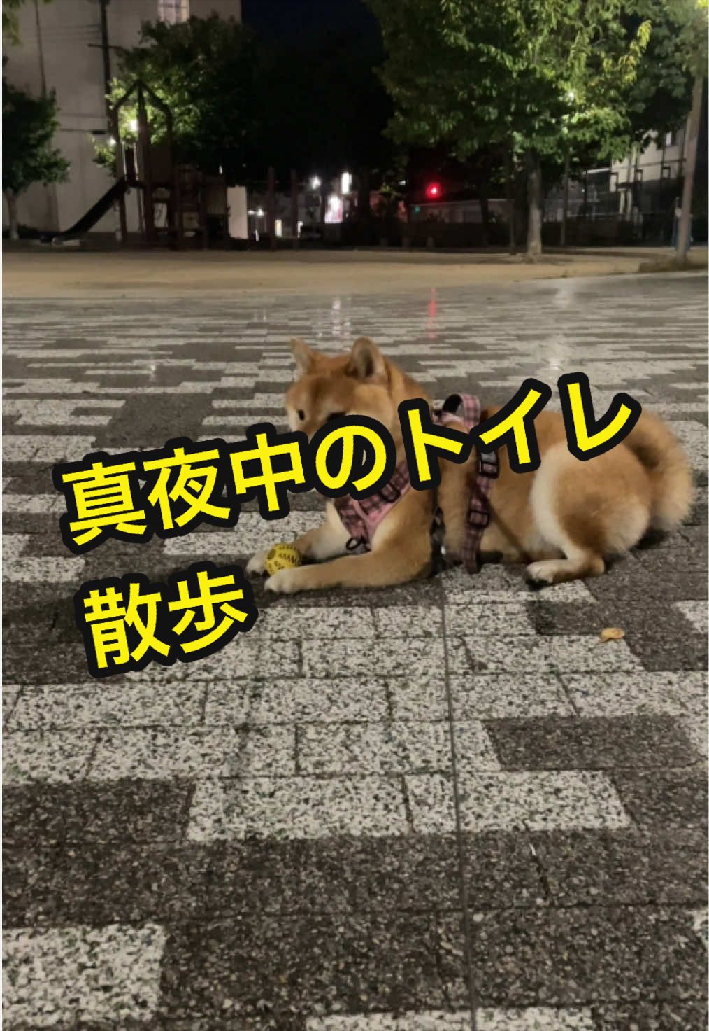 @特に柴犬が好きな人