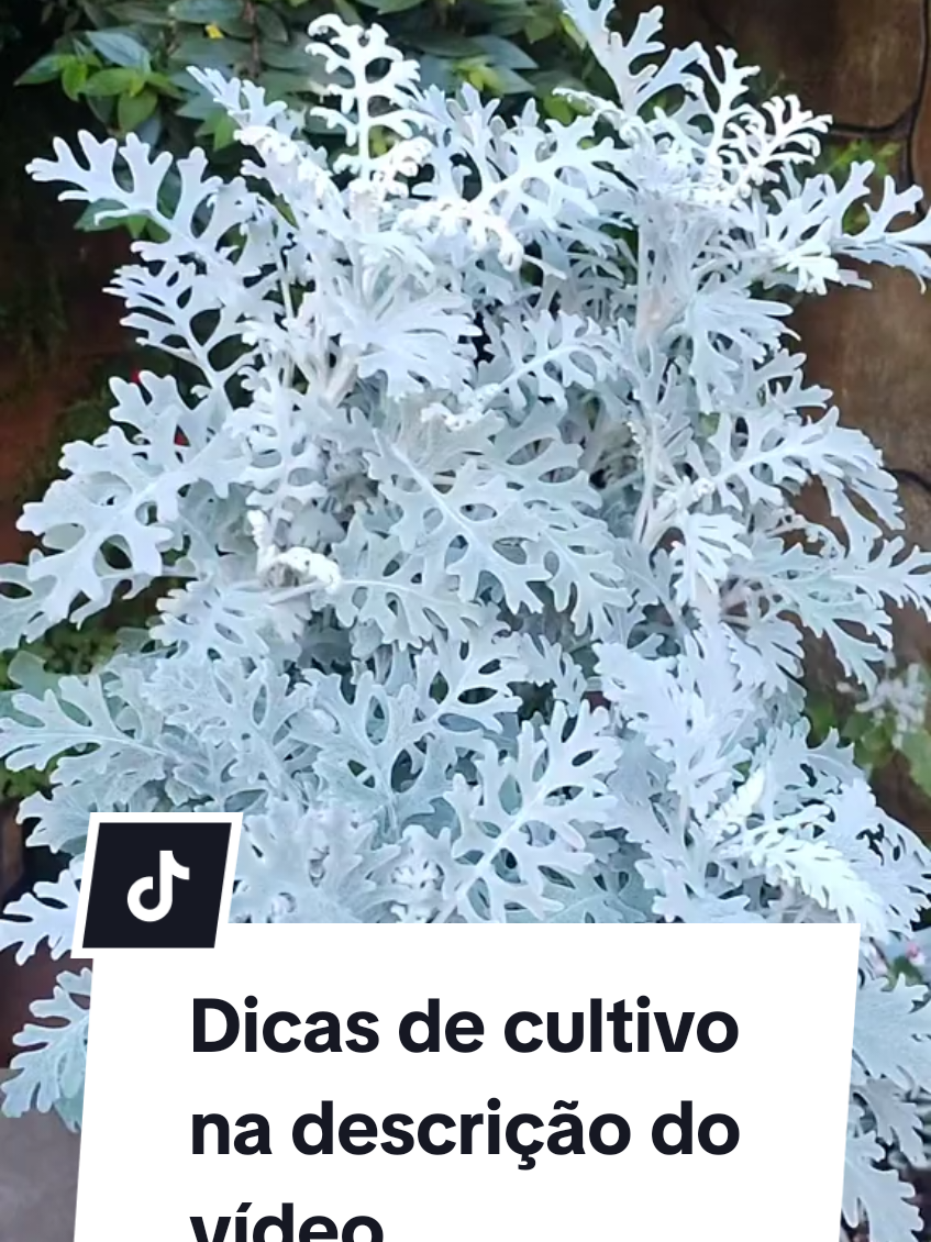 @quintalverde