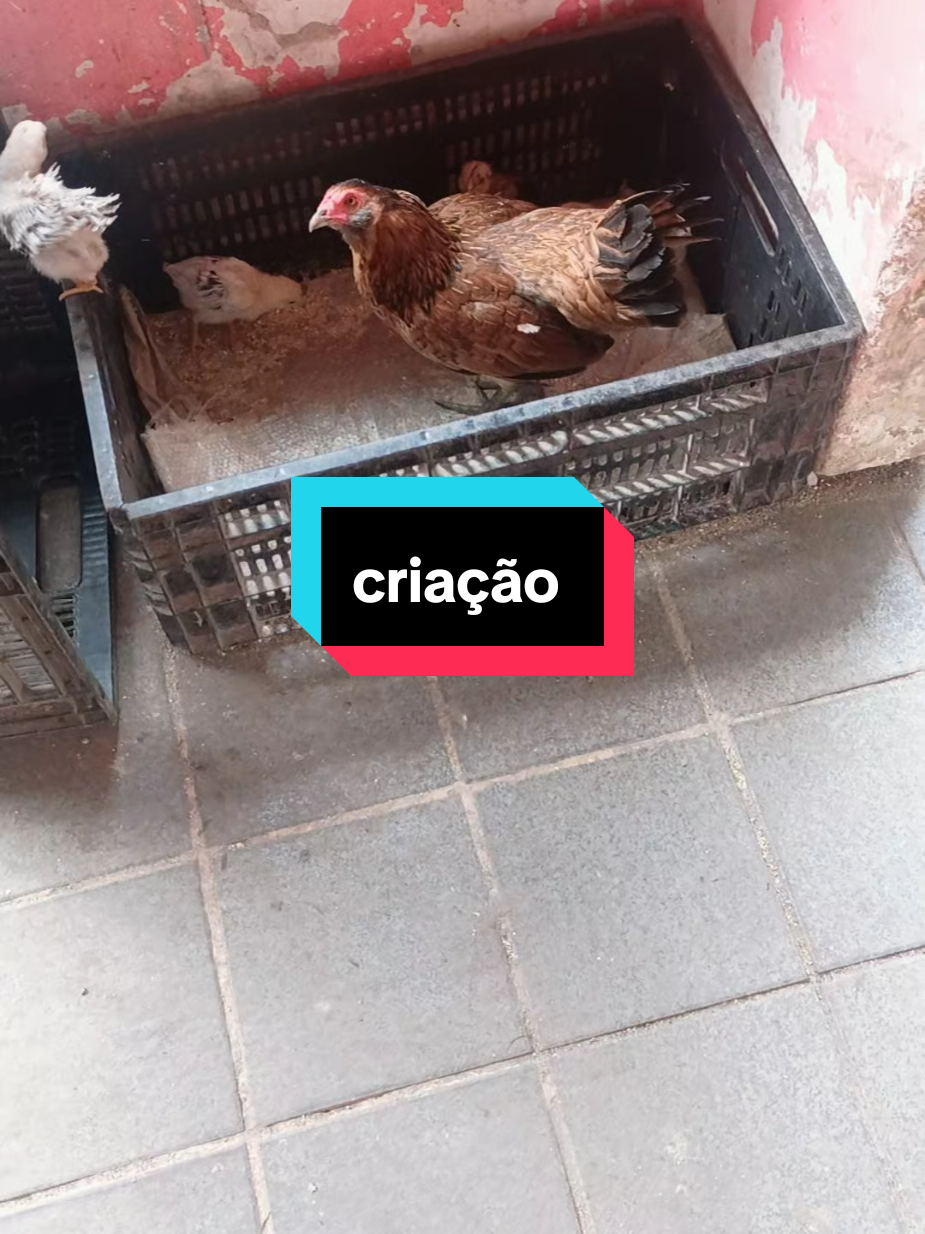 @🇧🇷@joao do celta preto🇧🇷