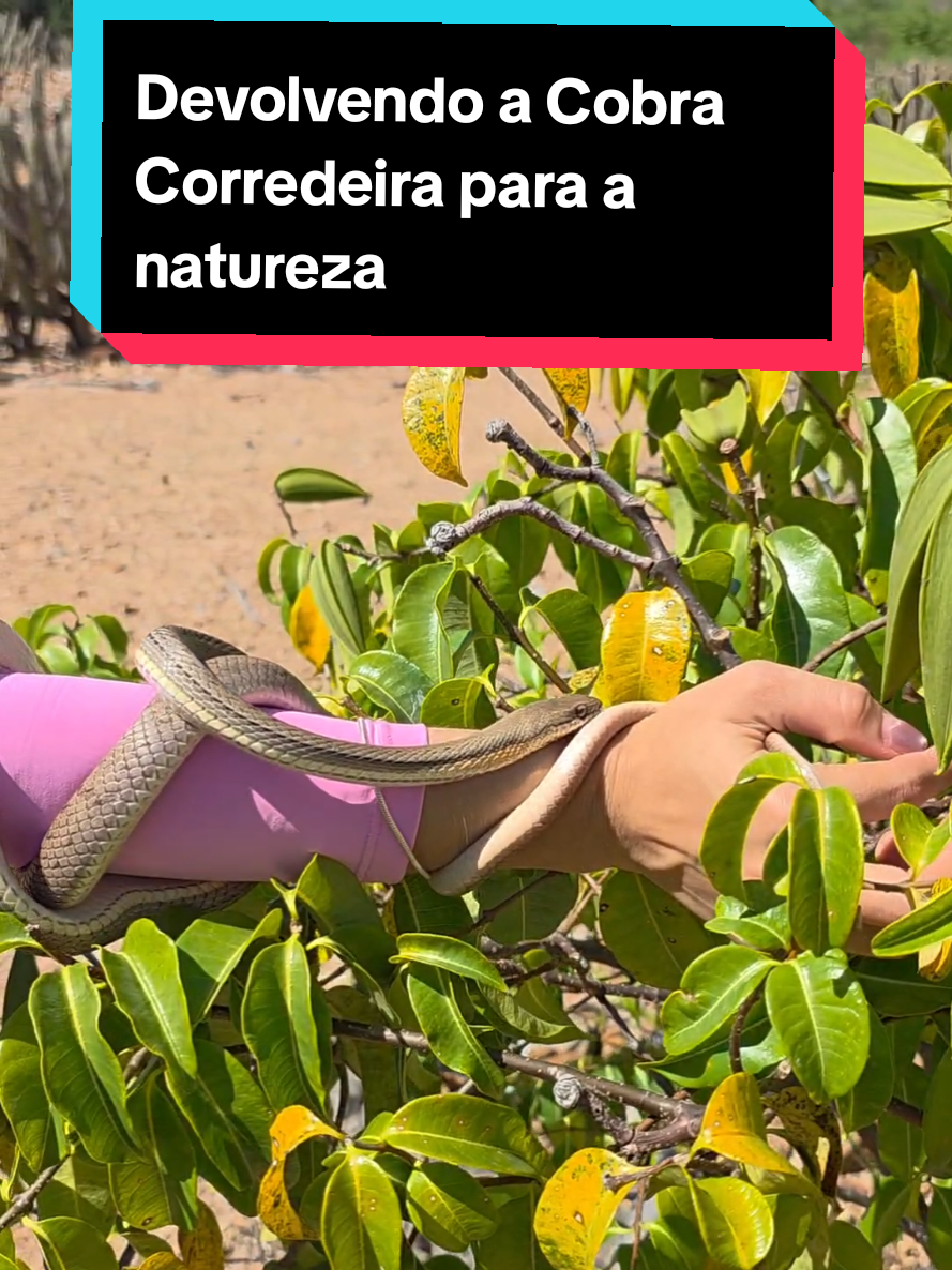 @Princesa das Serpentes