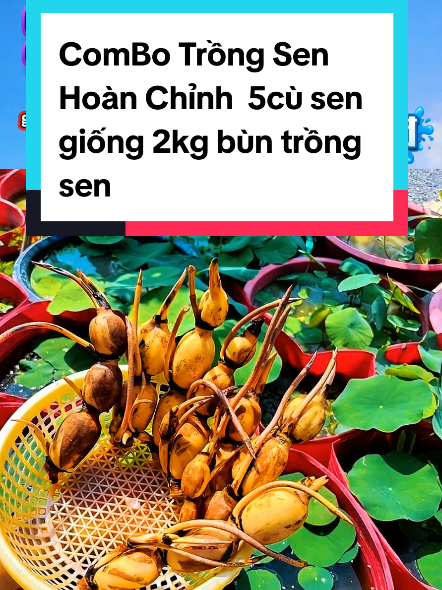 @@1Huyền Nguyễn