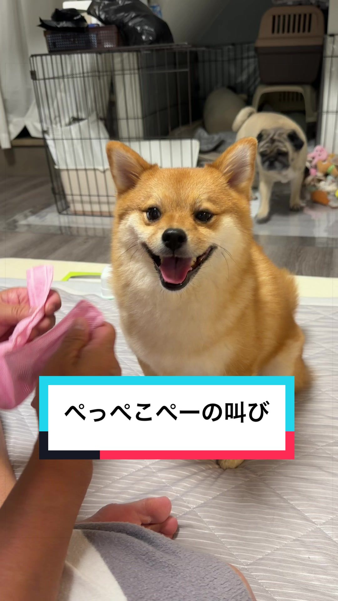 @🐶とん&ぺっぺこぺー🦊