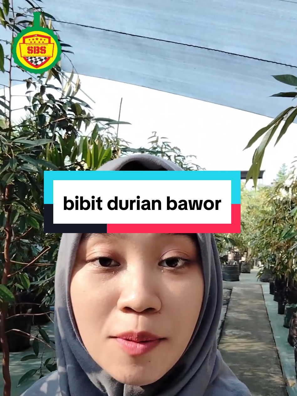@Produksi Buah_SBS