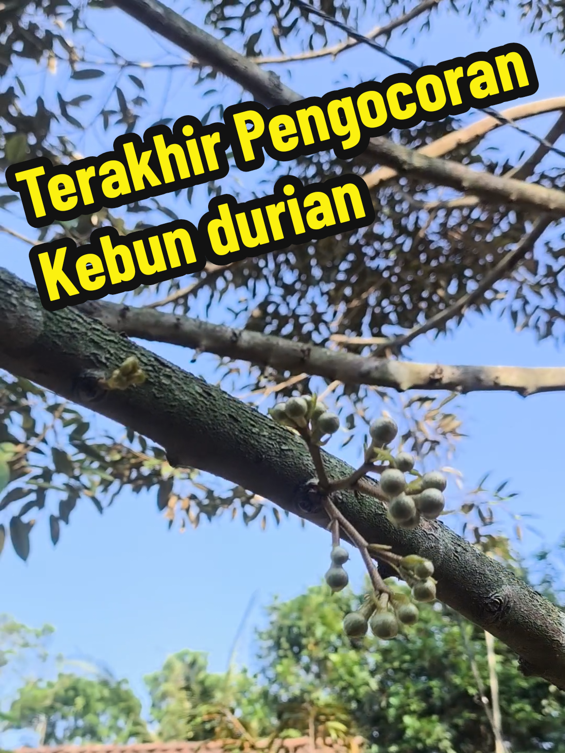 @Alas Durian Jepara