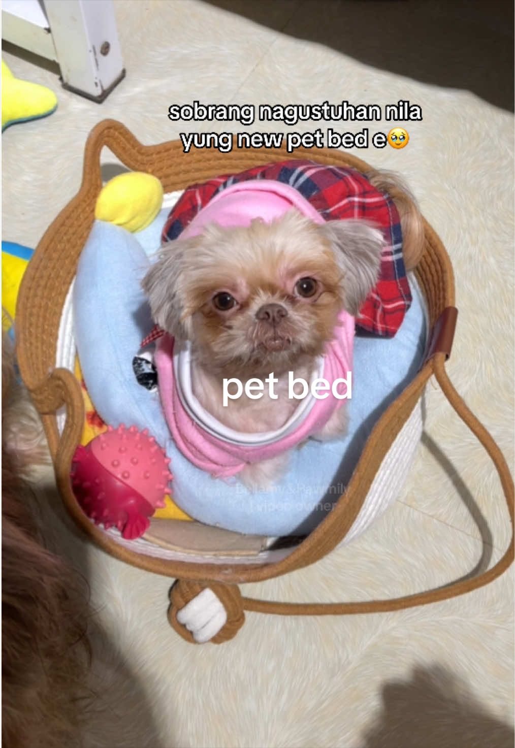 @Bellamy&Pawmily