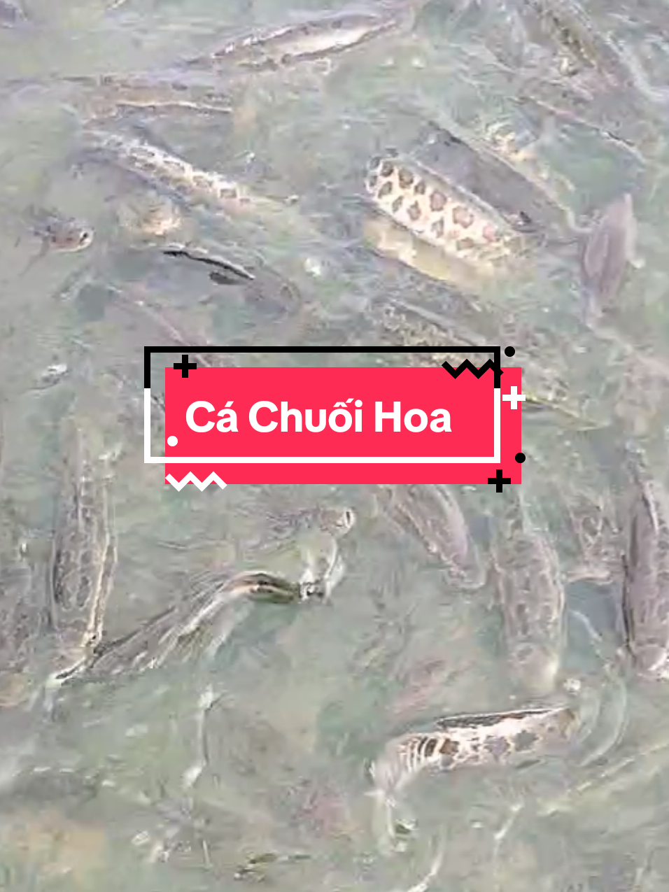 @Cá Chuối Hoa