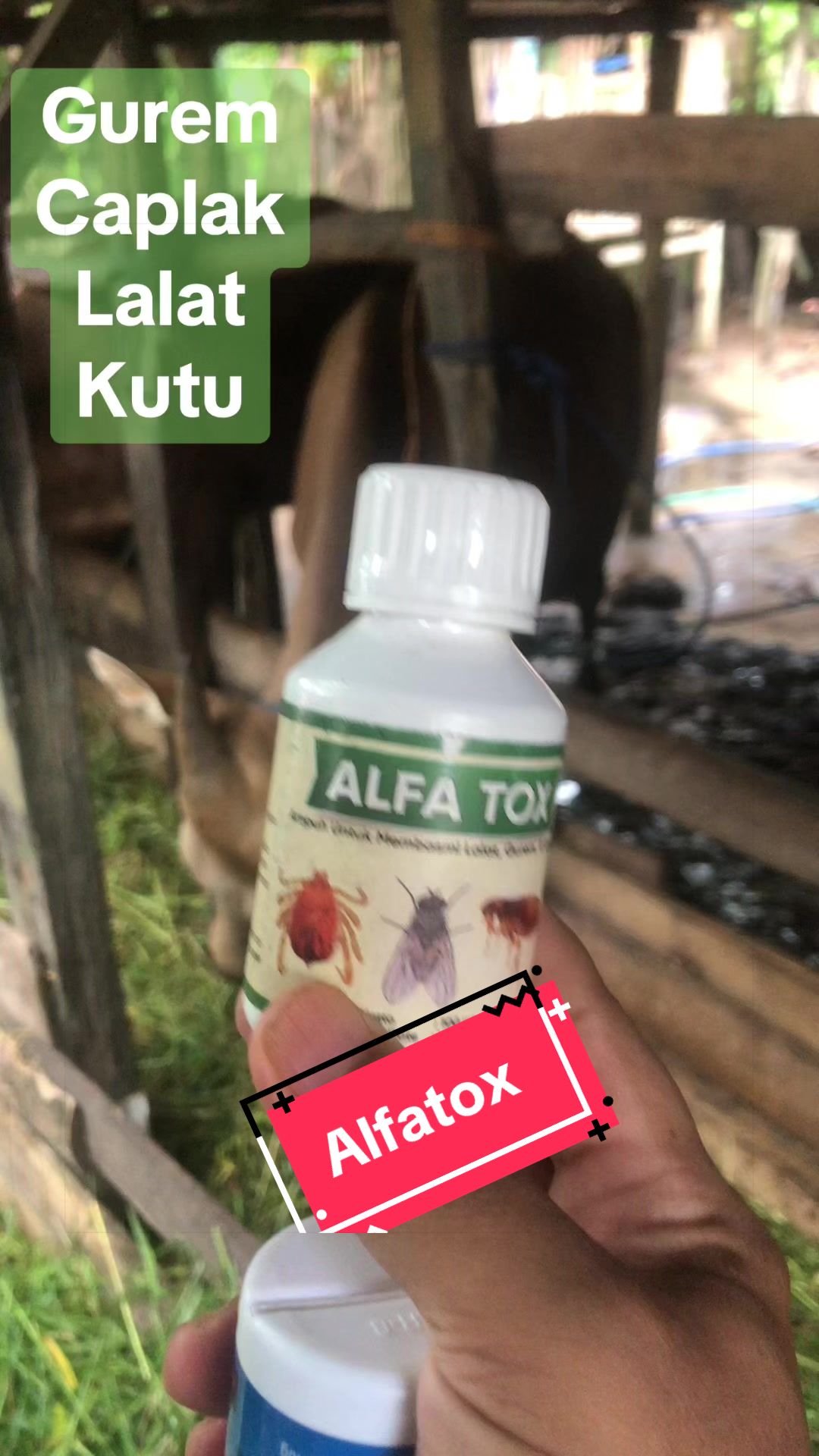 @KUD TANI