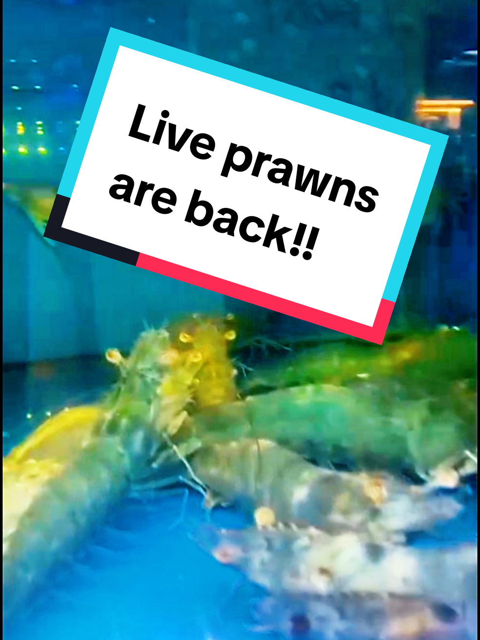@Live Seafood Supply @ Crabtalk