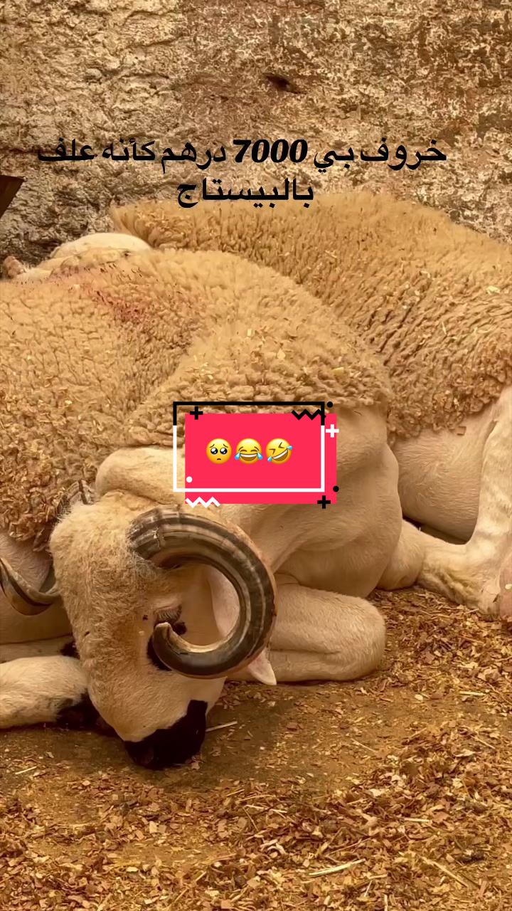@Walid 🥩🥩&🥩🥩butcher