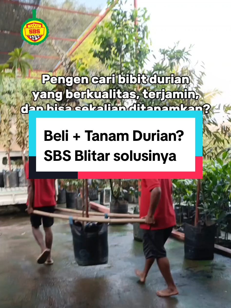 @Produksi Buah_SBS