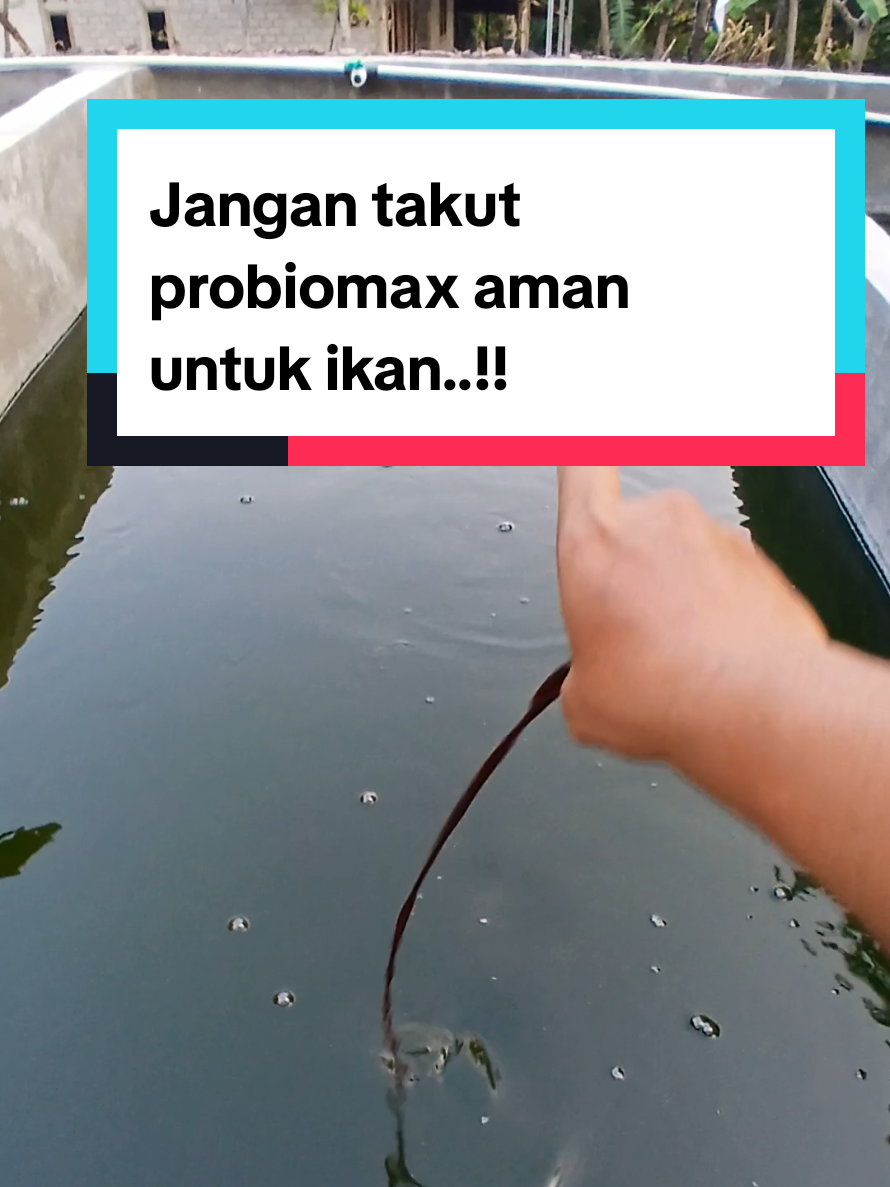 @Kang_Ewi
