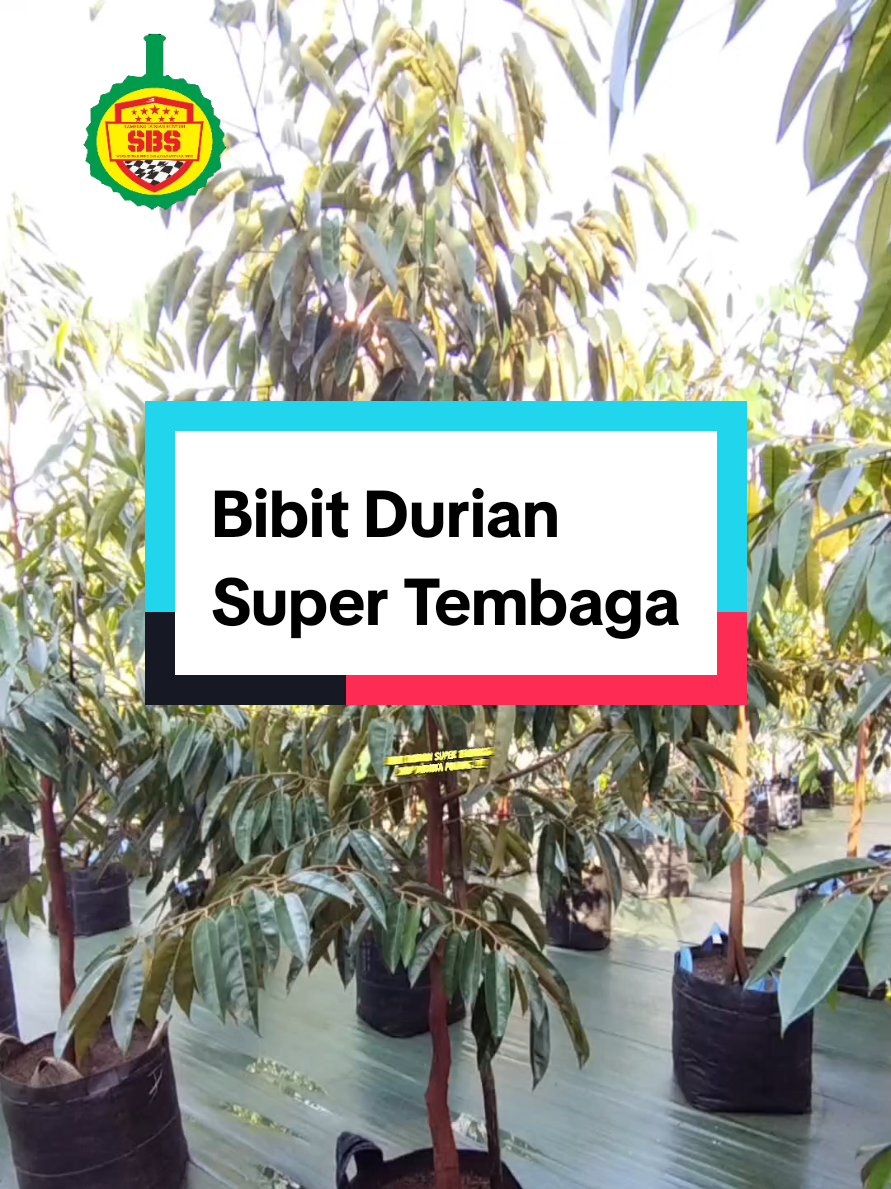 @Produksi Buah_SBS