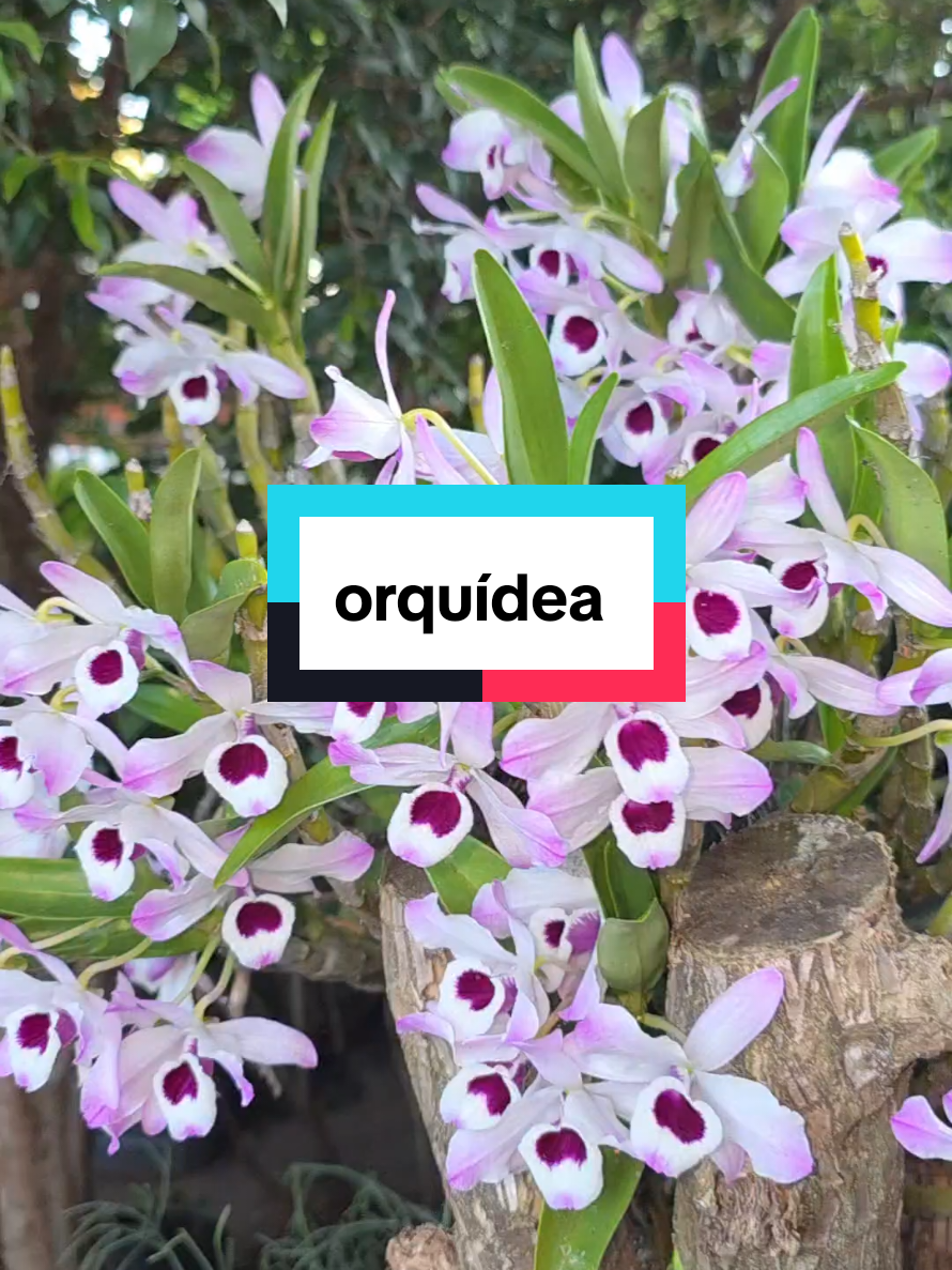 @Dicas e Receitas Naturais