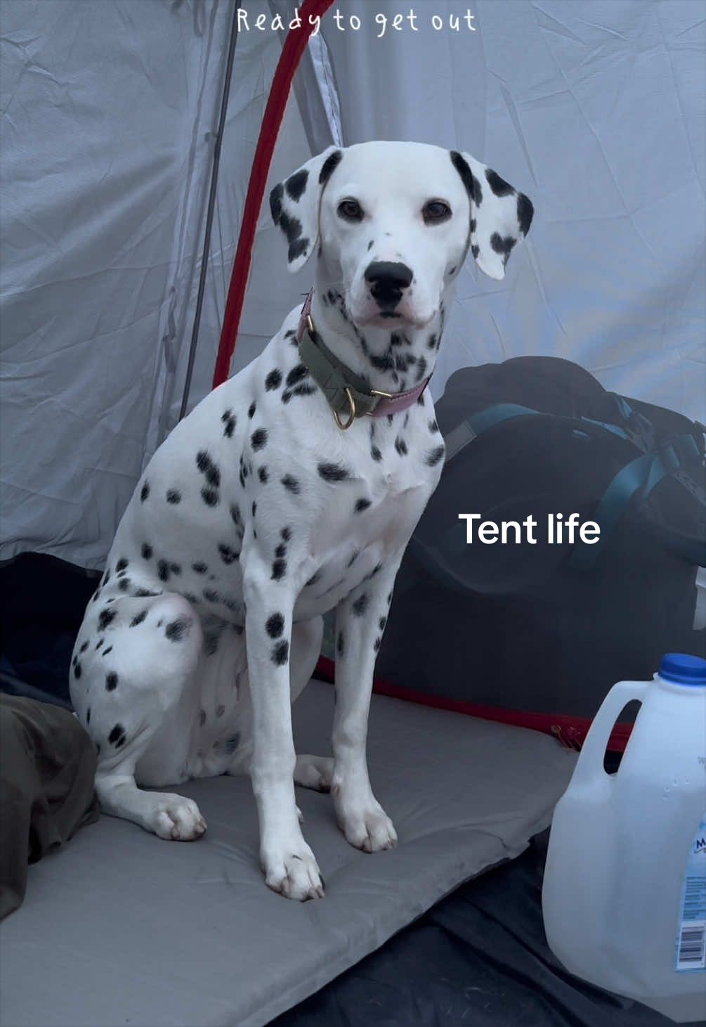 @Nevada the Dalmatian