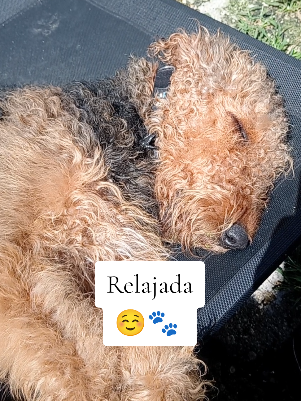 @Trufa Y Máximo🐾Airedales