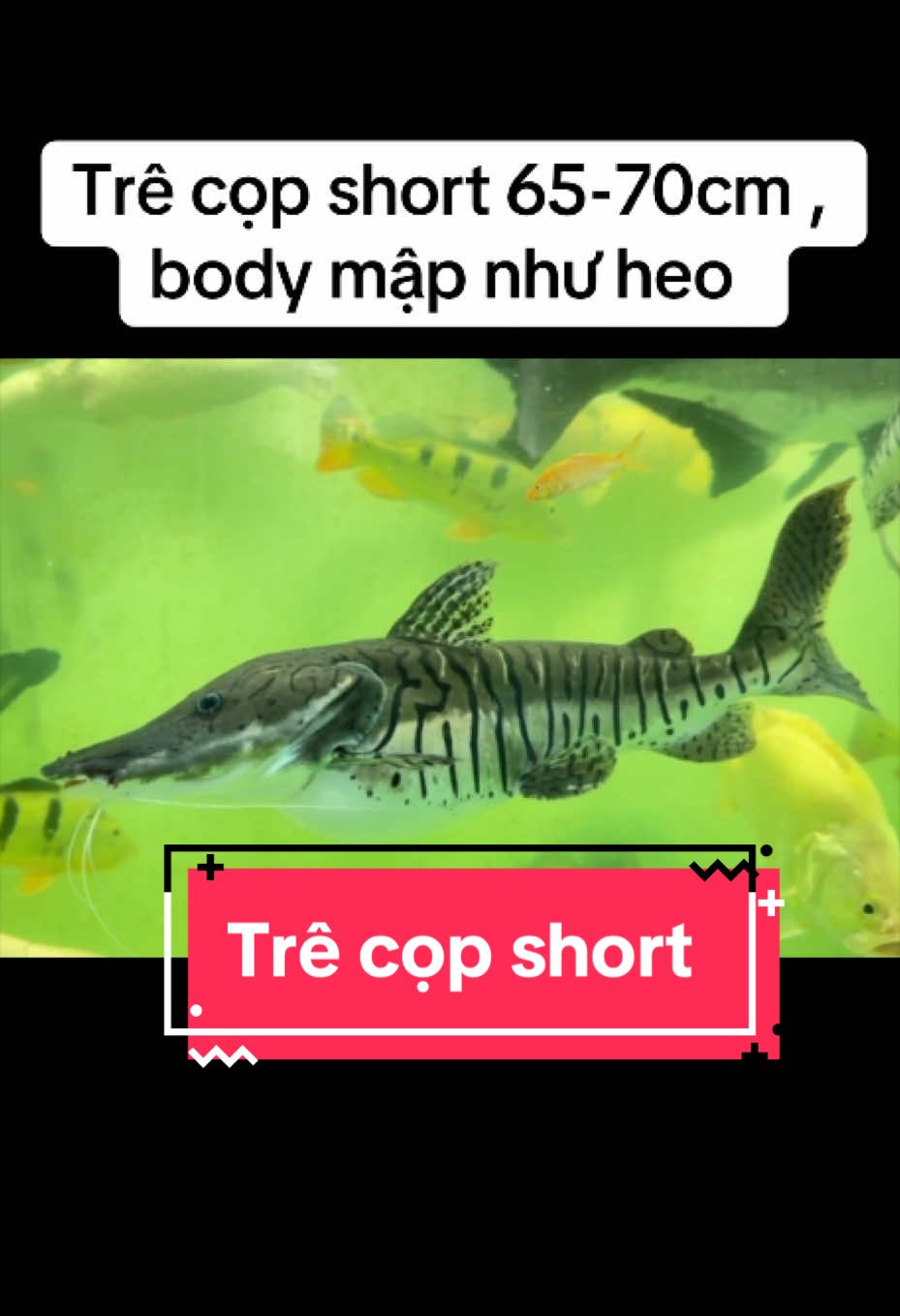 @Phát Đạt Bán Cá 😎🐠🦈