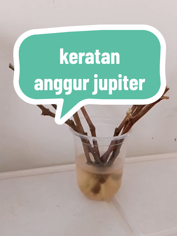 @az-ree