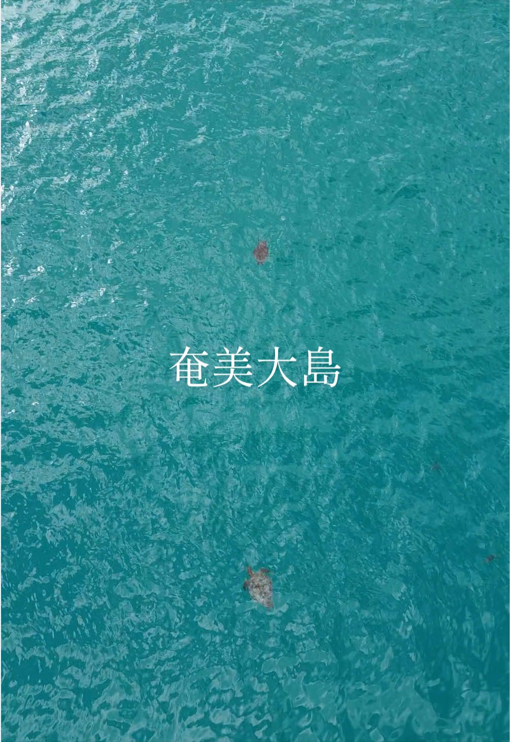 @奄美大島シマッチュ