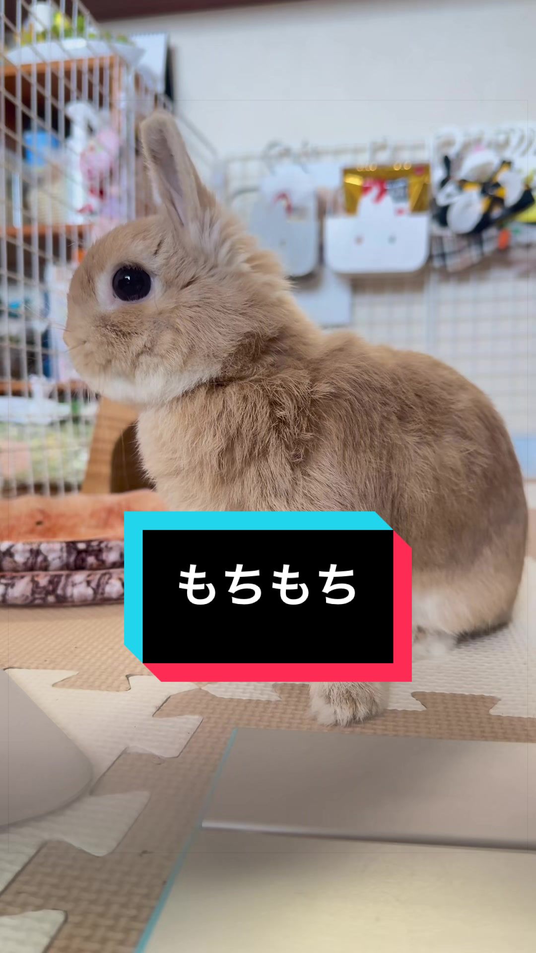 @うさぎのもちまる