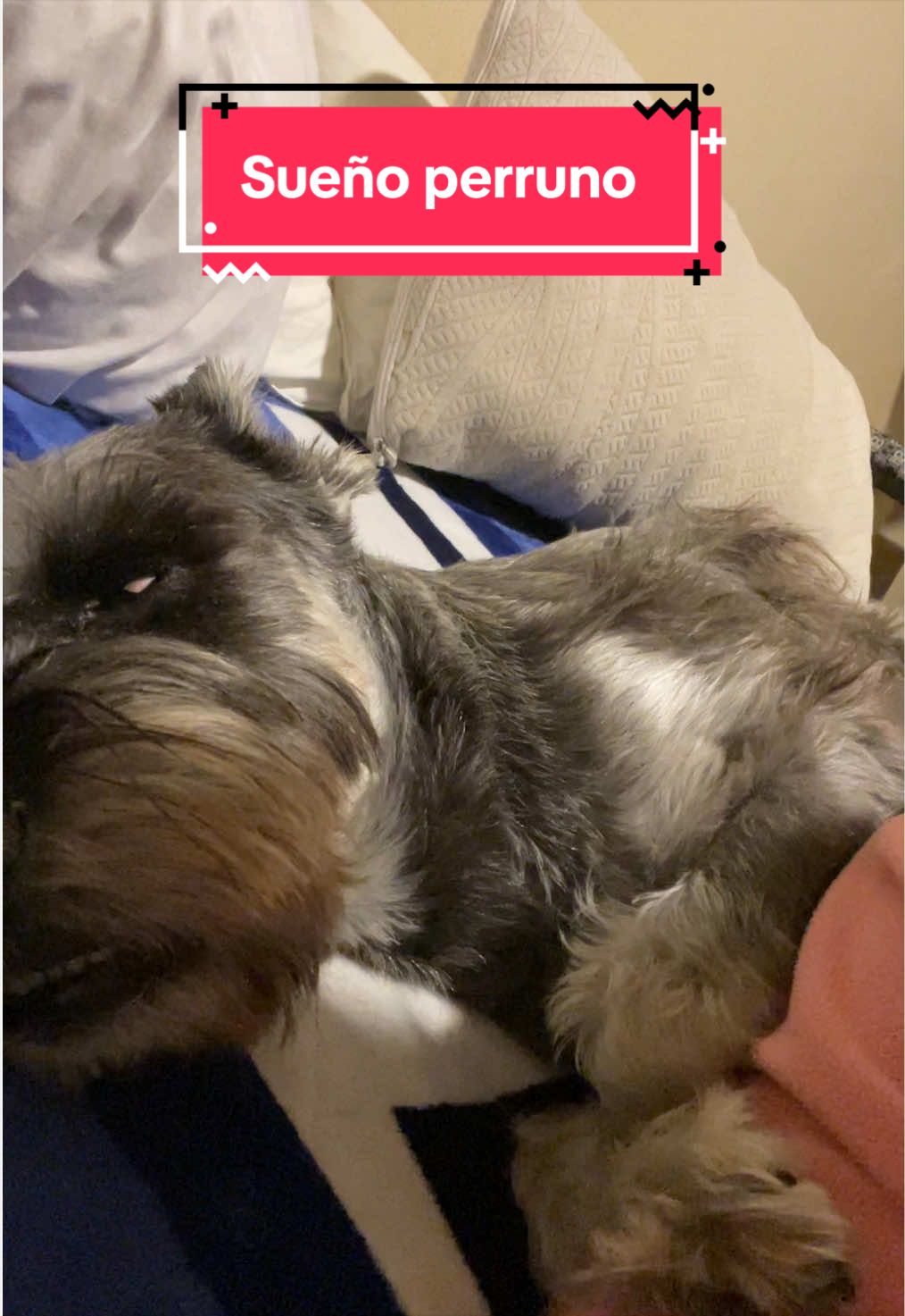 @lukah_schnauzer
